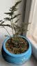 文竹盆栽绿植花卉盆景植物室内客厅水培文松云竹文竹大苗四季常青 小文竹【1颗】原盆原土球发货 高度15-25cm 实拍图