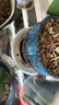 漫生活绿植盆栽托盘垫接水圆形防烂根树脂花盆底座托盘特厚外径210型3个 实拍图