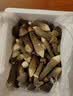 京鲜生云南新鲜黑皮鸡枞净重1斤鲜菌菇特产煲汤火锅食材源头直发 实拍图