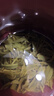 福茗源绿茶 特级正宗安吉白茶 浓香明前2026新茶头采茶叶礼盒送长辈250g 实拍图