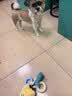 HELLOJOY狗狗玩具耐咬磨牙球宠物幼犬小狗比熊用品小型犬拔河自嗨解闷神器 实拍图