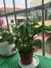 幸福树平安树绿植花卉小盆栽室内客厅办公室四季常青植物净化空气 特价幸福树1盆多颗原盆发货 实拍图