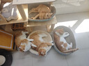 诚实一口P40全价猫粮 成猫幼猫80%高鲜肉长肉养胃鸡鱼味【尝鲜试吃装40g】 实拍图