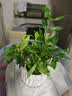 八芽小叶栀子花盆栽开花植物室内桌面茶几好养花卉绿植办公室净化空气 小叶栀子花-陶瓷竖纹盆 带盆栽好 实拍图
