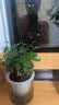 绿有意绿植盆栽多肉花卉盆栽植物室内桌面水培绿植办公室客厅植物懒人 清香3盆】栀子花+九里香+茉莉花 实拍图