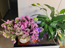 爱满（AIMAN）云南鲜花干花花束勿忘我情人草组合满天星客厅真花插花家居摆设 粉勿+草 【含圆花篮】 实拍图