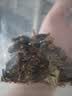苏紫堂全蝎30g/袋 山西运城 中药饮片 无熏硫公蝎子干母蝎子全虫新货全蝎 【京东大药房】 实拍图