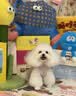 皇家狗粮 贵宾老年犬狗粮泰迪犬粮宠物小型犬PDA26全价犬粮≥8岁6.5KG 实拍图