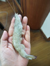 北海湾 虾 青岛大虾鲜活冷冻基围虾 虾类 海鲜水产生鲜白虾青虾海虾对虾 气冻大虾 3斤(净重)  16-18cm【单只冻 特大虾】 实拍图