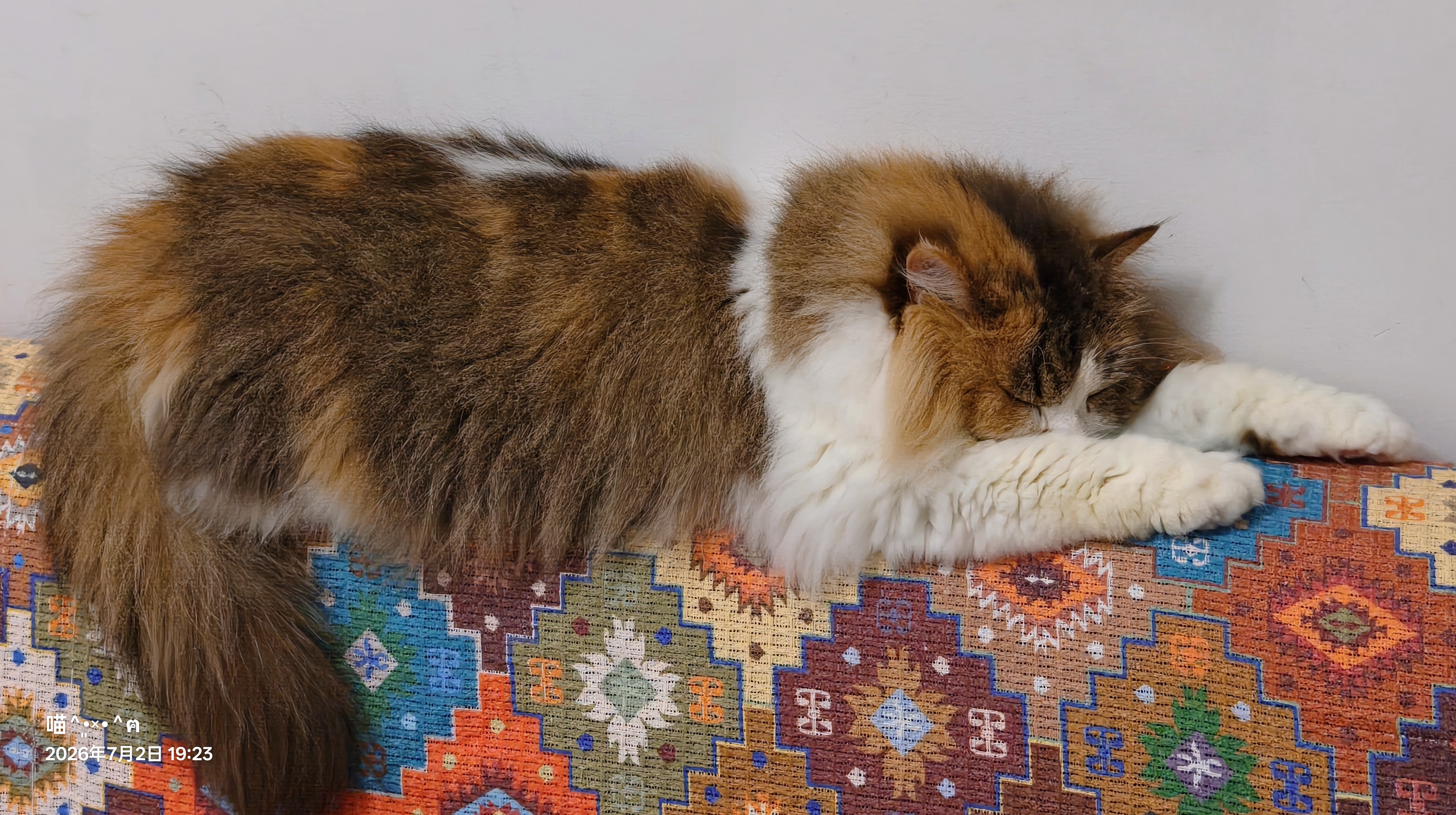冠能猫粮室内成猫猫粮7kg 全价猫粮 添加膳食纤维 控制毛球 实拍图
