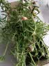 花翁重瓣太阳花苗宿根多年生枝条混色植物盆栽绿植花卉耐晒源头直发 实拍图