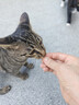 麦富迪 猫零食 小鱼饼干宠物猫咪零食 混合口味 235g 实拍图
