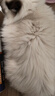 皇家猫粮 成猫猫粮 营养均衡 F32 通用粮 1-7岁 4.5kg*2 实拍图