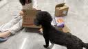 伯纳天纯小型成犬粮泰迪比熊博美天然粮樱桃味狗粮10kg/20斤 实拍图