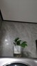史丹利营养液花肥料家用盆栽植物通用型水培发财树富贵竹花卉绿植500ml 实拍图