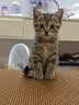 皇家猫粮 幼猫猫粮 幼猫奶糕 K36 通用粮 4-12月 10KG 实拍图