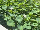 大宝SOD蜜青花香型200ml乳液面霜润肤补水保湿擦脸油男女士护肤品 实拍图