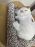 毛绒仿真猫会叫睡猫汽车摆件竹炭垫子猫净化空气家居装饰礼品玩偶 款式1 晒单实拍图