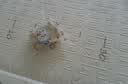 展艺 封口机 插电白色小型迷你便携式零食牛轧糖雪花酥袋子封口密封 实拍图