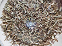 农相忘香辛料小茴香220g罐装厨房调味火锅香料卤料炒肉馅料火锅底料 实拍图