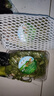 密云农家 本地自种香菜100g 鲜摘 新鲜时令蔬菜生鲜 实拍图