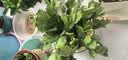 花翁新品蟹爪兰花苗盆栽四季多肉绿植盆栽蟹爪莲室内花卉源头直发 实拍图