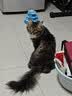 欢宠网猫玩具猫咪逗猫棒羽毛铃铛互动自嗨解闷耐咬神器猫猫小猫幼猫宠物 实拍图