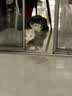 沃趣 猫砂膨润土20斤强效除臭低粉尘易结团青柠大包装小颗粒遇水释香 实拍图
