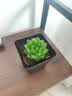 墨一玉露多肉植物带盆栽好蓝镜玉露办公室桌面盆栽植物花卉教师节礼物 樱变女神玉露 带盆栽好 实拍图