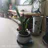 特级浓香型企黑兰花国兰客厅四季好养盆栽绿植物国花高端送礼物 高度40cm冠幅15cm特级精品兰花 5苗裸根发货 实拍图