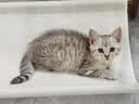 猫乐适半封闭猫砂盆 防溅防臭易清洗 大容量猫厕所 成幼猫通用开放式 【白色】小面包4L+铲子 实拍图