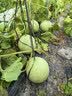 方家铺子中华老字号 六星裙带菜268g烘干海带菜海产干货 凉拌火锅食材 实拍图