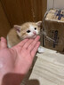 K9鲜肉猫粮幼猫成猫通用冻干肉绒益生菌黑金粮鸡肉乳鸽配方10kg 实拍图