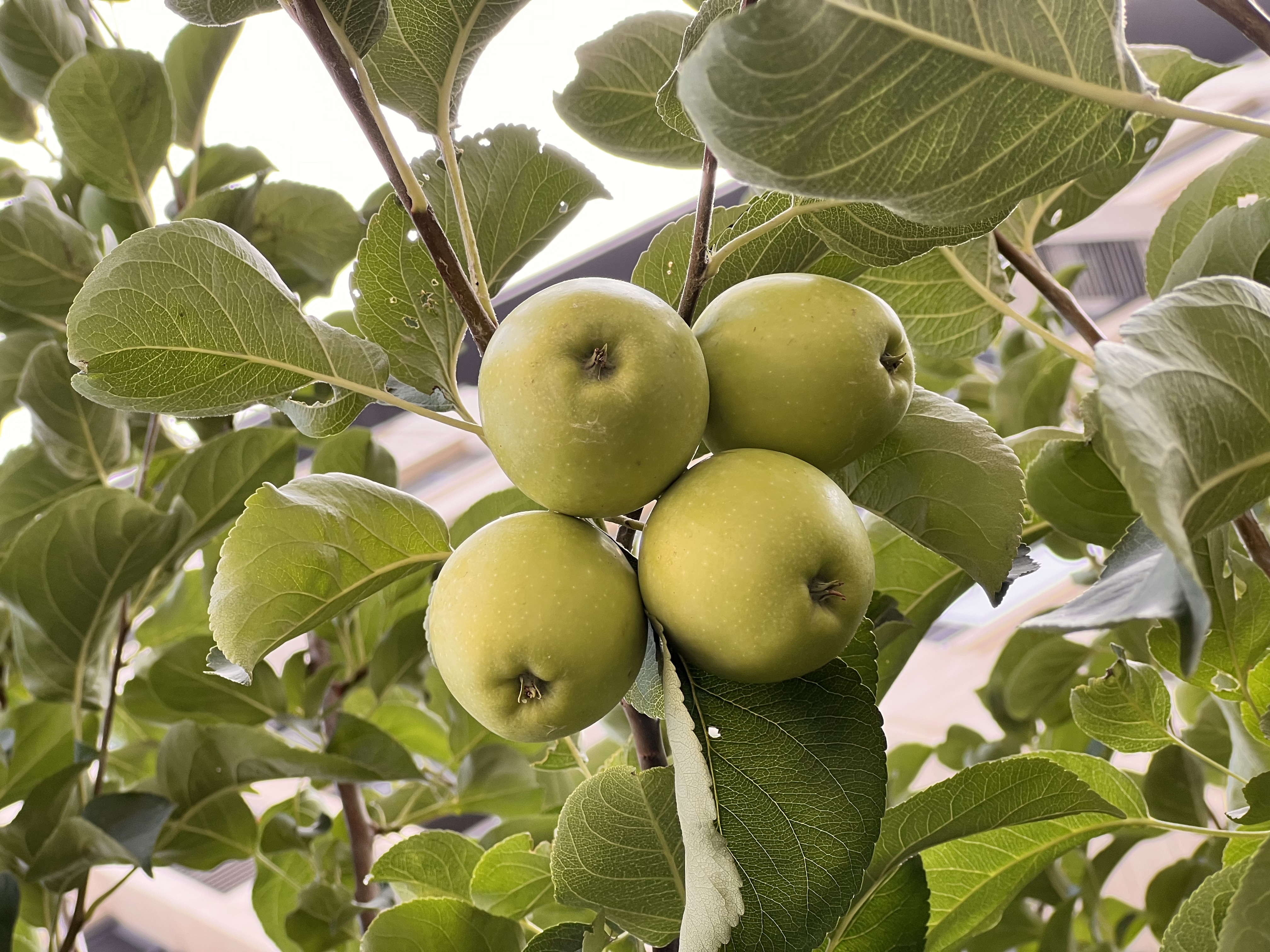 金陵十二钗南京特产糕点伴手礼芳华流心糕桂花味300g下午茶点心送礼礼品 实拍图
