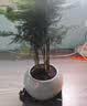 花行榜文竹盆栽绿植物室内客厅中式禅意盆景办公室摆件高端花卉源头直发 实拍图