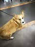 皇家狗粮 柯基成犬狗粮 犬粮 宠物中型犬全价粮CGA25 7KG【骨骼呵护】 实拍图