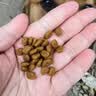 朗仕狗粮 泰迪比熊吉娃娃雪纳瑞狗粮小型犬通用 成犬全价狗粮5kg/10斤 实拍图
