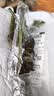 玫瑰花苗老桩绿植物盆栽月季蔷薇老根室内外阳台庭院特大花卉四季 31卡罗拉（老桩苗四季开花） 实拍图