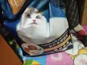 亿迪 冻干猫粮幼猫成猫10斤全价布偶蓝猫英短成年全阶段 实拍图