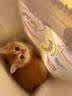 涴喵 纯种宠物猫咪活体金银渐层幼猫全程辅助养猫签订合同双重保障 宠物级 金渐层猫 实拍图