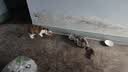 冠能猫粮室内成猫猫粮10kg 全价猫粮 添加膳食纤维 控制毛球 实拍图