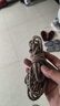 【已售50w 】万能绳子捆绑绳晒被子耐磨晾衣服神器打包绳旅行必备 5米1个装【晾衣绳】 实拍图