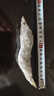 东上御品虾 青岛大虾基围虾鲜活青虾白虾海虾对虾冰虾冻虾生鲜 虾类 海鲜 3斤(净重)  气冻大虾【活虾速冻】 15-18cm【单只超大虾】 实拍图