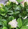 花翁栀子花盆栽四季开花卉大全树苗室内绿植好养易活茉莉花源头直发 实拍图