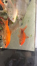 森森（SUNSUN）耀蓝鱼缸水泵小型潜水泵过滤泵抽水泵YQP-300 3W 实拍图