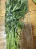 有机芹菜（香芹）250g 实拍图