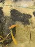 百因美（BIOZYM）观赏鱼饲料水族三湖慈鲷颗粒鱼食马鲷滋鲷素食肉食缓沉鱼粮 三湖慈鲷肉食饲料400g 实拍图