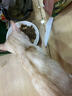 LEGENDSANDY蓝氏幼年期全价猫粮试用 试吃 猎鸟乳鸽多重倍护50g 赠品勿购 实拍图