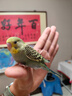 万宠汇 鸟活体虎皮鹦鹉笼养牡丹玄风活鸟学说话手养小太阳鹦鹉宠物鹦鹉 蓝色虎皮+绿色虎皮（一公一母） 实拍图