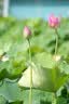 腾龙（Tamron）A065S 70-180mm F/2.8 Di III VC VXD G2二代防抖大光圈长焦变焦全画幅微单镜头(索尼全幅E口) 实拍图